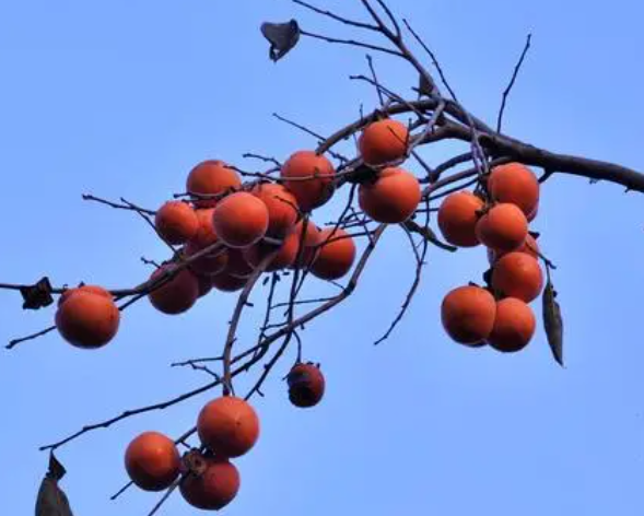 用种子怎么种柿子树