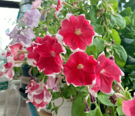 矮牵牛花种子的播种方法是什么呢