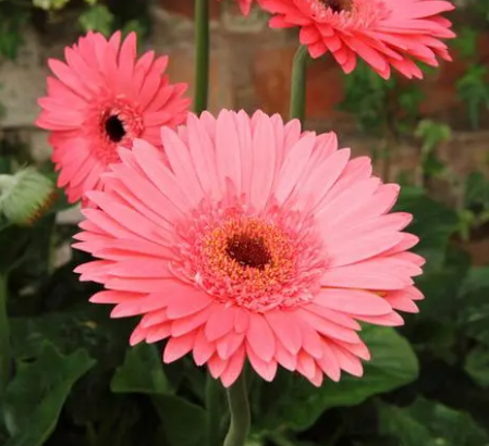 扶郎花为什么不能养在家里