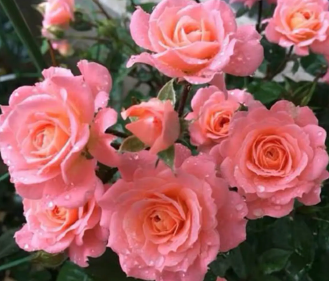 三文鱼阳台的花朵特征是什么呢