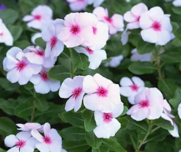 长春花什么时候种植最好