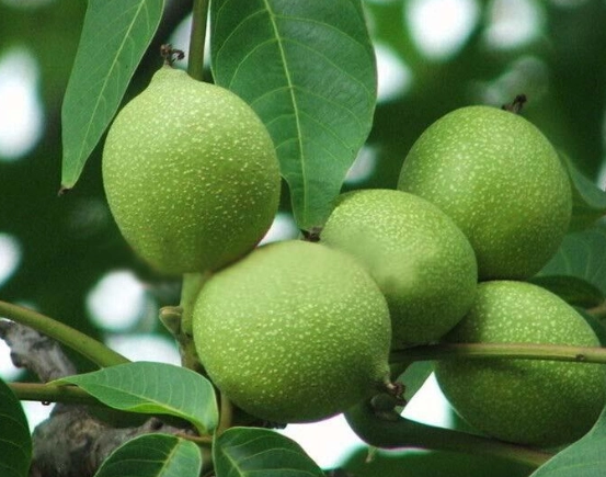 核桃树几月份可以砍呢