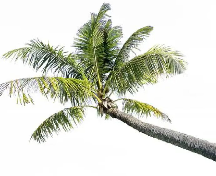 湖南有椰子树吗