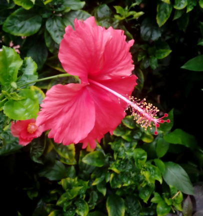 扶桑花的果实和种子