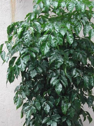 秋天移栽树木最佳时间