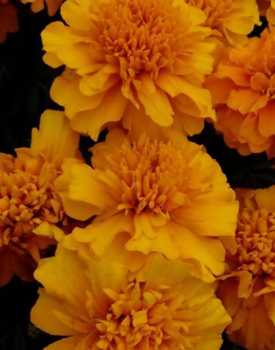 万寿菊从播种到开花要多久