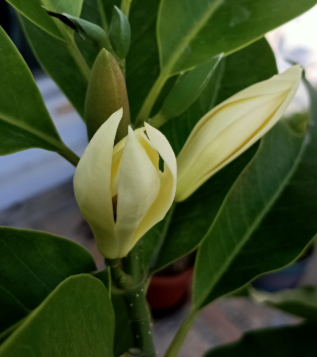 白兰花如何矮化