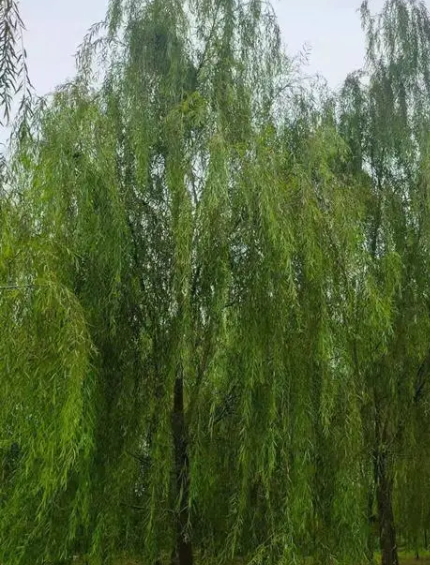 柳树施肥数量和最佳时间