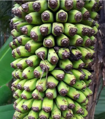 香蕉树为什么不能种在家门口