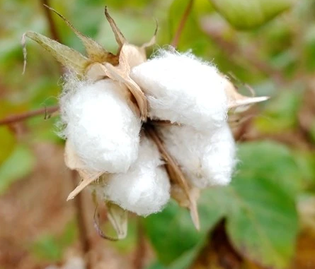 2023年棉花多少钱一斤