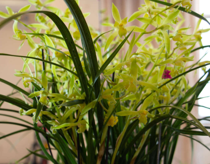 兰花养护浇水方法是什么呢