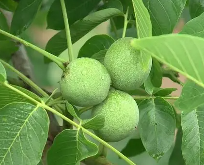 核桃树几月栽成活率高