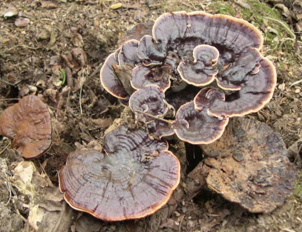 什么树上的灵芝最好