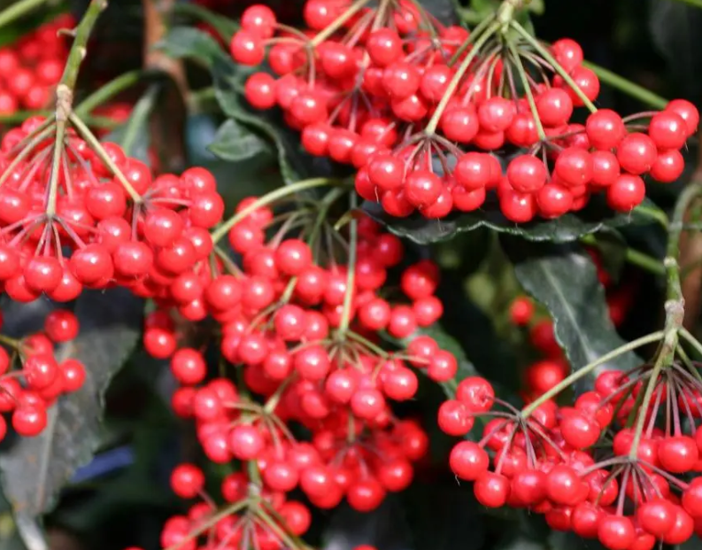 富贵子花的养殖方法和注意事项是什么呢