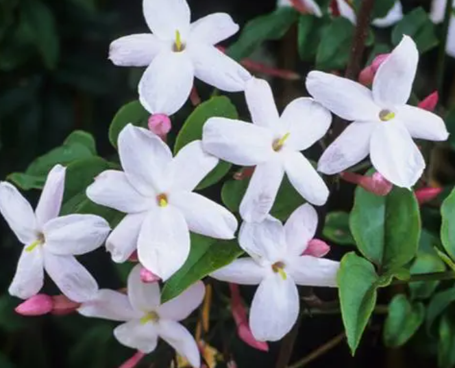 多花素馨什么时候修剪