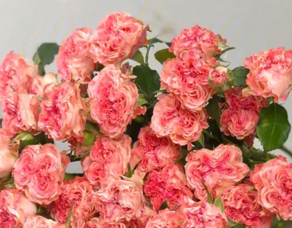 小仙女花好养吗