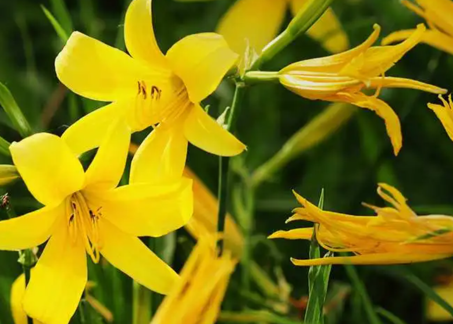 黄花菜是花还是菜