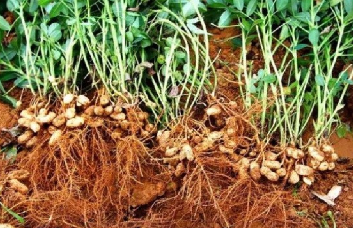 花生生长期是多少天成熟