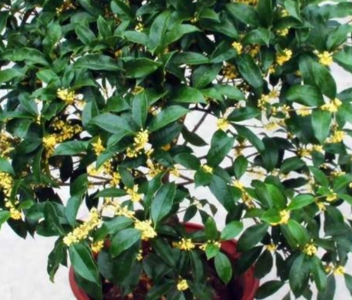 桂花室内可以养吗