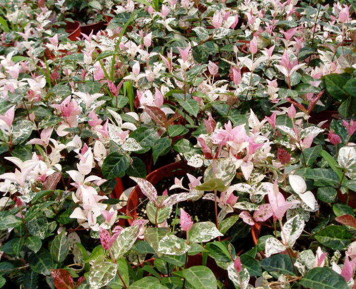 花叶络石用大盆还是小盆