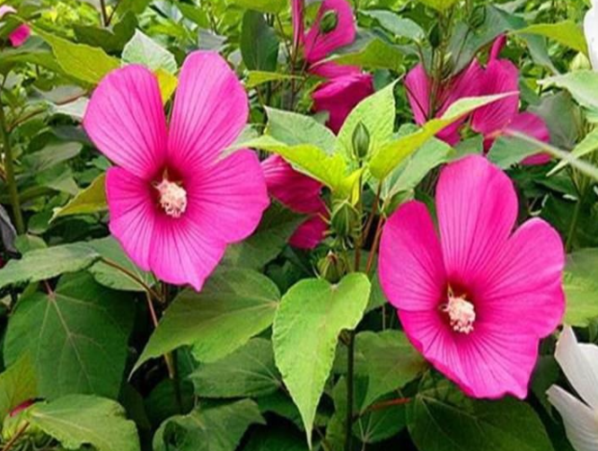 大花秋葵种子种植方法