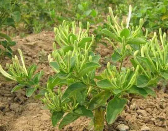金银花对土质的要求