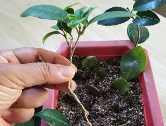 怎样扦插桂花成活率高