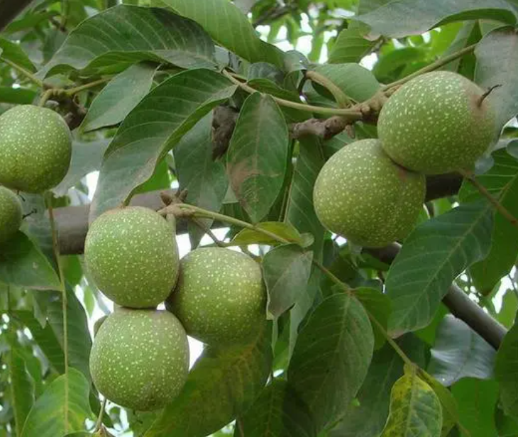 8518核桃树能长多高