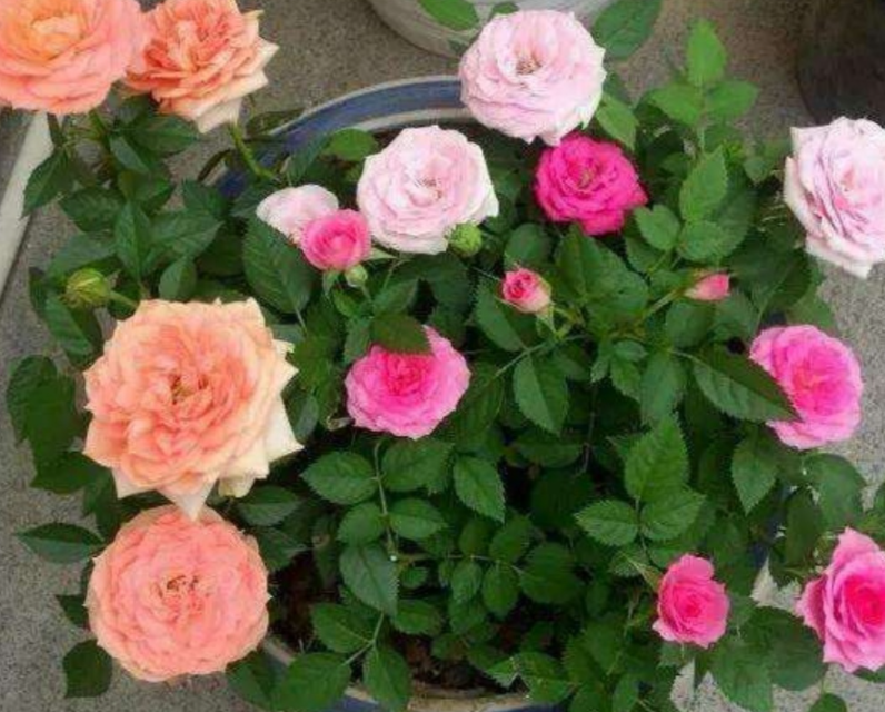 花期长好看又好养的月季品种