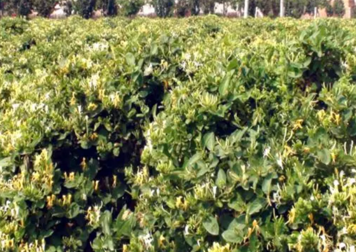 金银花种植技术要点怎样种植金银花