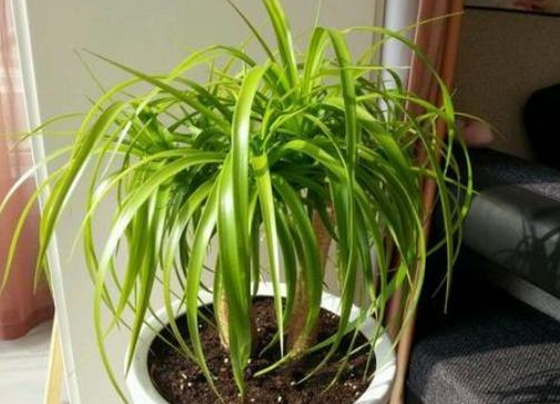 龙须树可以用营养土栽吗