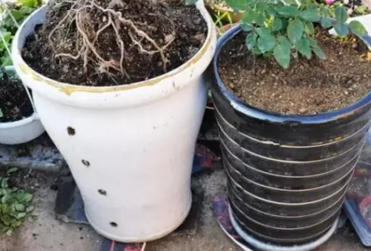 一般很深的花盆下面垫点什么呢