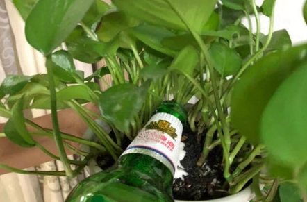 剩的啤酒可以浇花吗