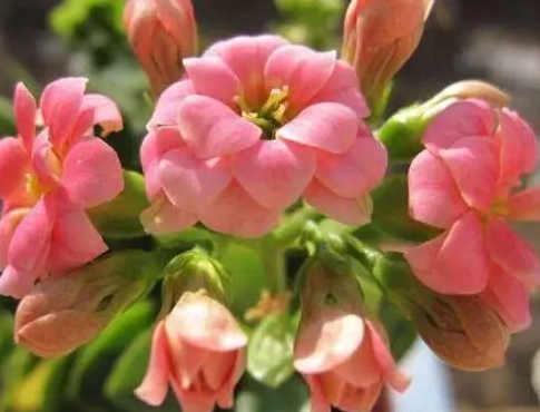 长寿花施肥时间