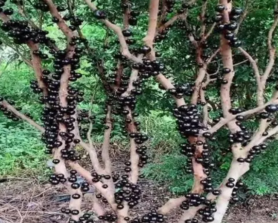 如何种植嘉宝果树才能它结果更多