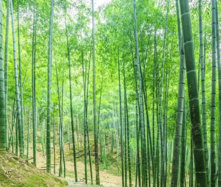 大门口栽什么树招财