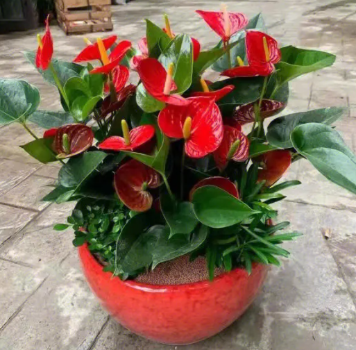 红掌 花长不起来怎么办