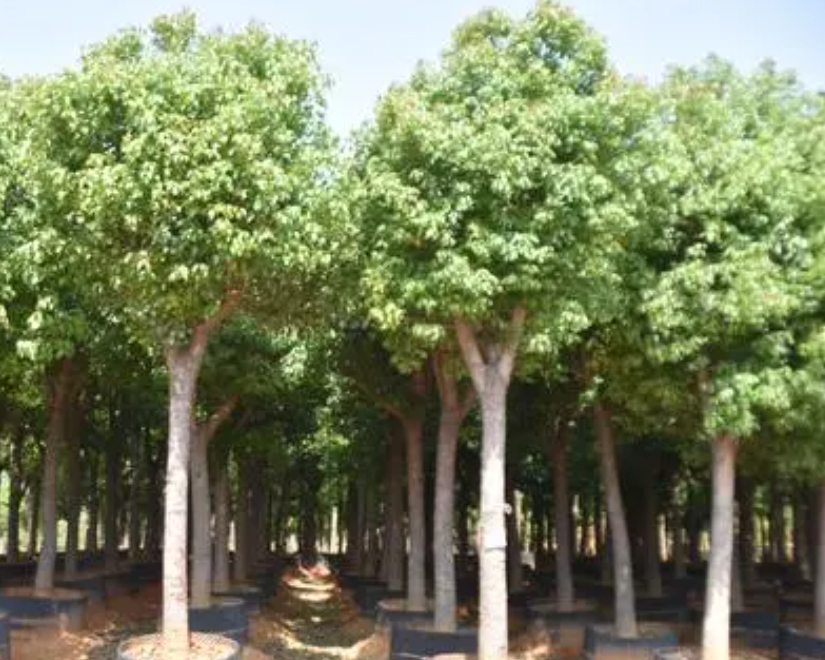 香樟树一年能长几公分