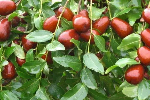 门前栽枣树有什么禁忌