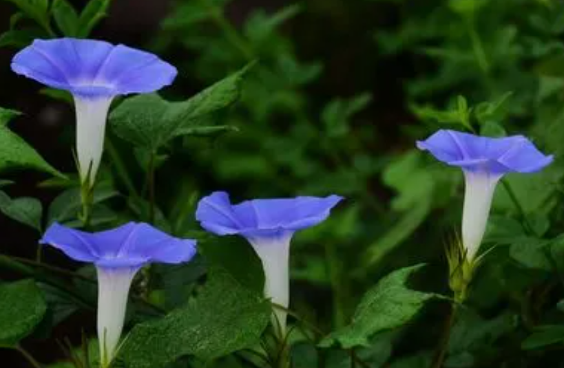牵牛花夏天可以播种吗