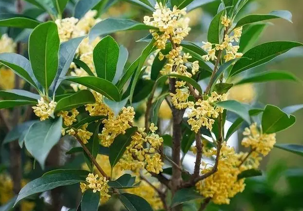 桂花种在哪里合适