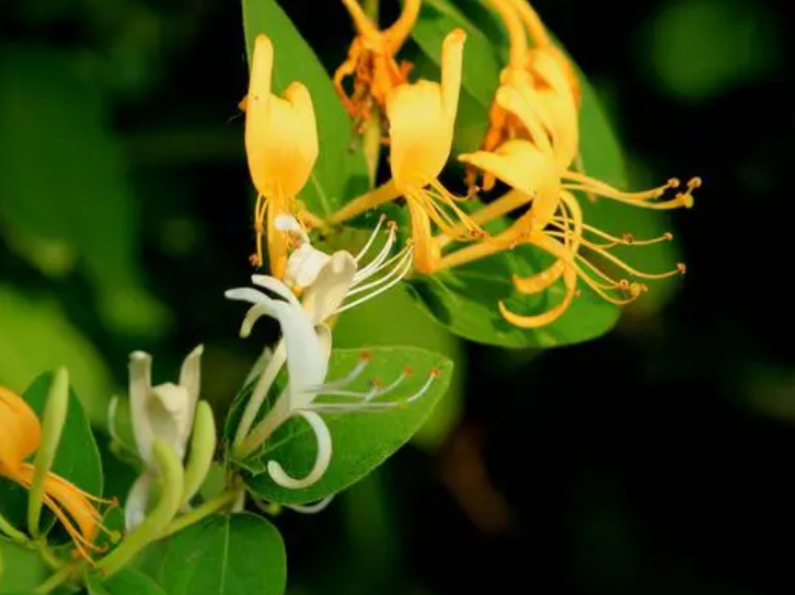金银花种植技术与管理如何