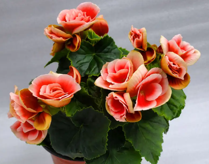 盆栽海棠花的种植方法是什么呢