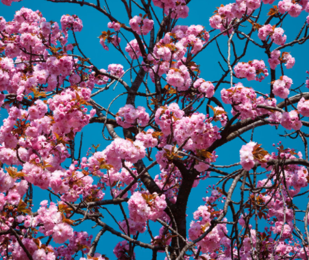 樱花树可以种家门口吗