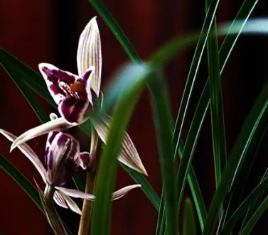 兰花有花苞了能浇水吗