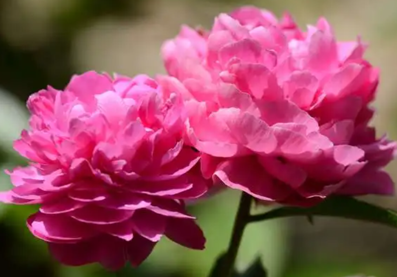 芍药花叶子发黄干枯怎么办