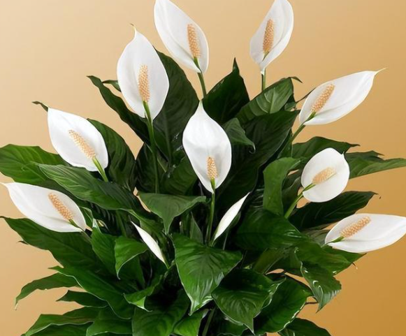 白掌花的养殖方法是什么呢