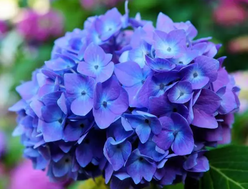 绣球开花期间施什么肥