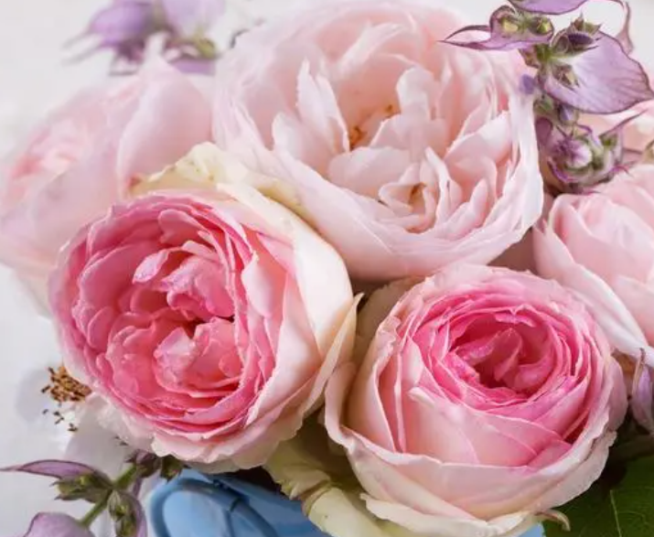 养花可不可以加蜂蜜