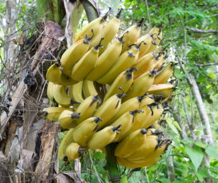 香蕉树开花后果实多久成熟
